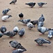 pigeons, anti-pigeons, anti-oiseaux